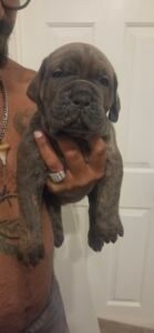 Cano Corso Kennels