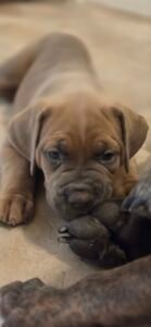 Cano Corso Kennels