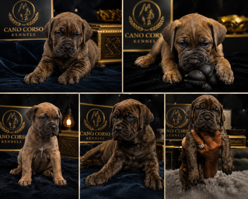 Available Puppies
