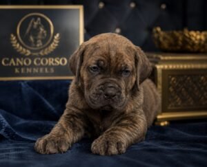 Cano Corso Kennels