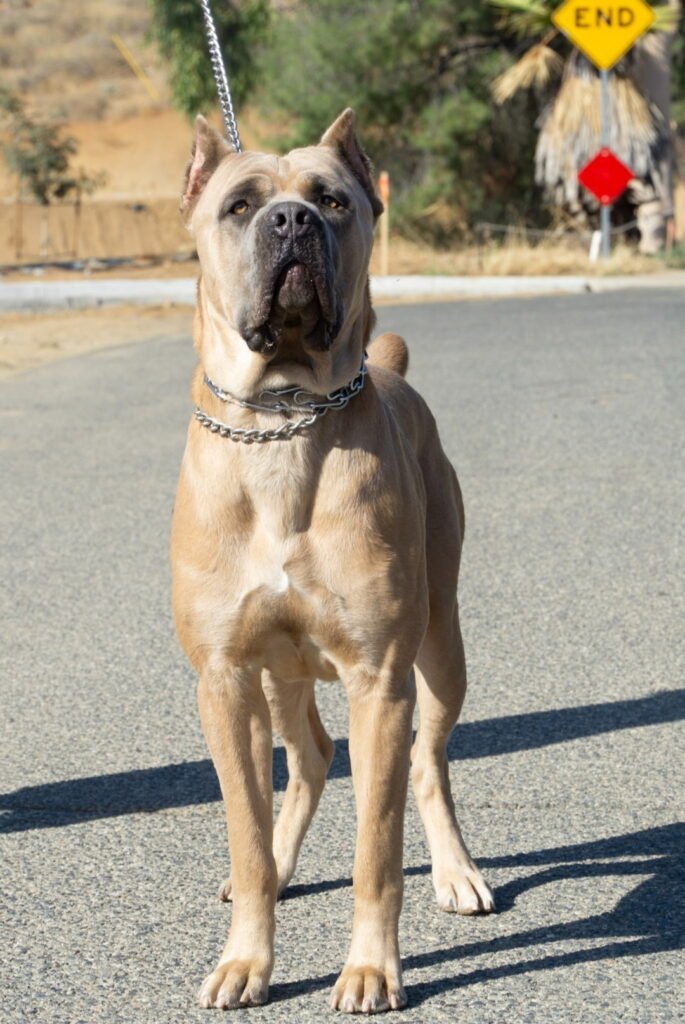 About Our Dogs
