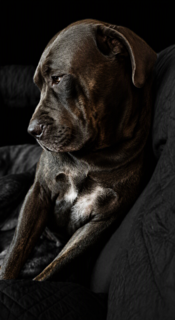 About Our Dogs